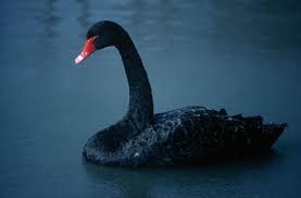 Cigno_nero