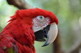 Cacatua