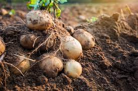 Radice_delle_patate