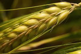 Spiga_di_grano