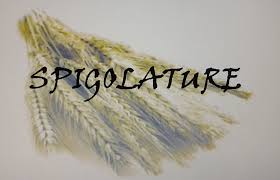 spigolature