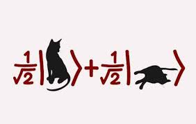 gatto