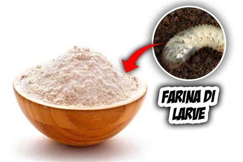 Farina_di_larve_2222