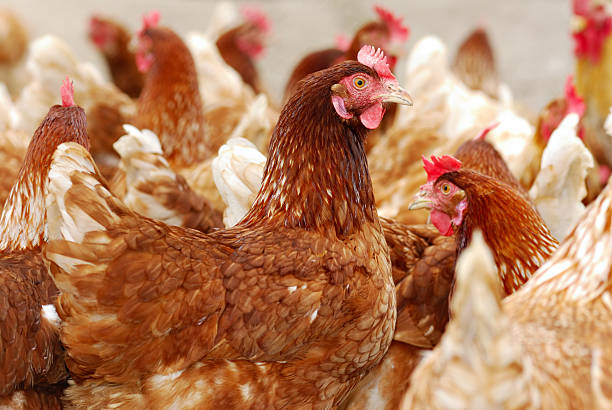 fattoria-di-pollo-3344271077