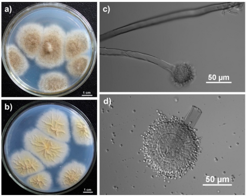 Aspergillus_tubingensis_FJBJ11