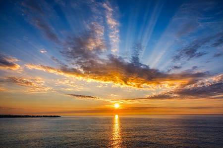 alba alba