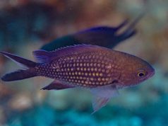 Le riforme non possono più aspettare! Chromis Chromis