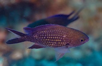 Le riforme non possono più aspettare! Chromis Chromis