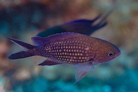 chromis-chromis Chromis Chromis