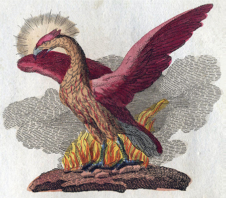Phoenix Fabelwesen - https://it.wikipedia.org/wiki/File:Phoenix-Fabelwesen.jpg
