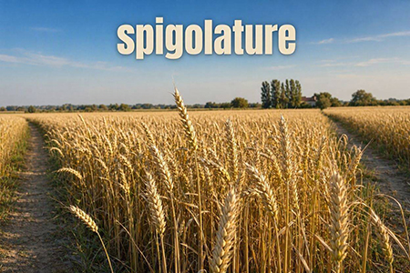 le-spigolature Le spigolature