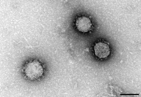 virus chimerico